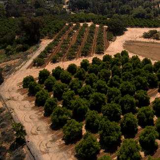 aerial view of citrus groves