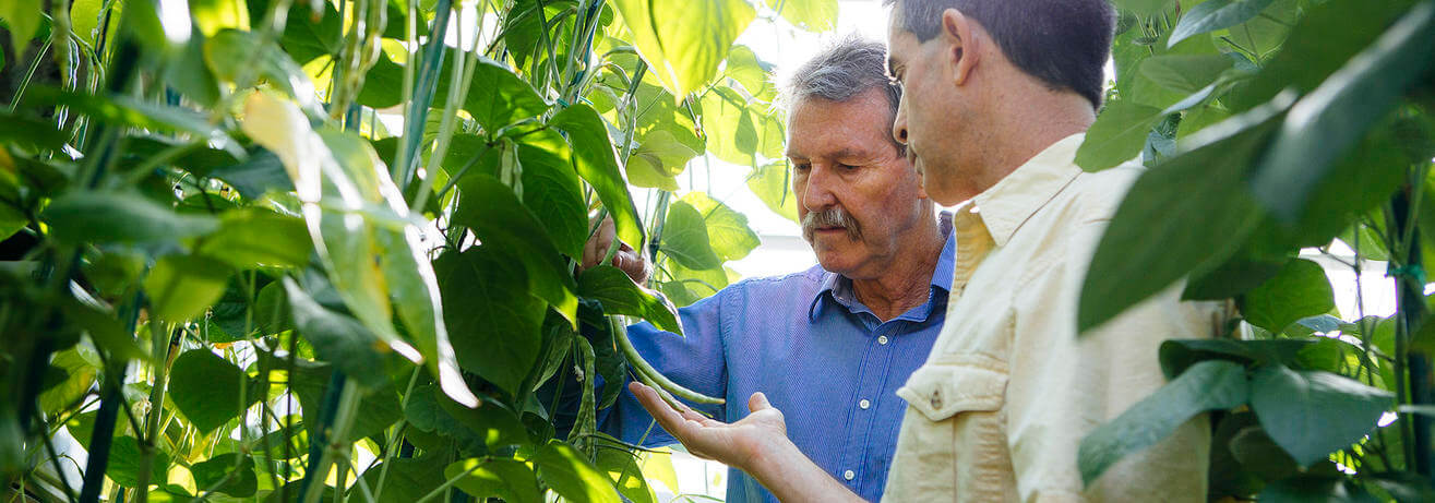 two men looking at an orange on an orange tree