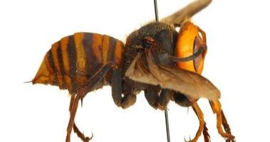 A close up photo of the "murder hornet"